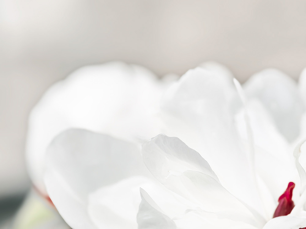Photo pivoine